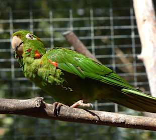 Bunte kleine Sittiche 