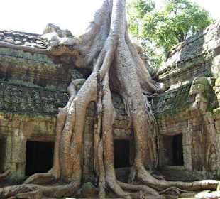 Angkor / Ta Prohm Tempel