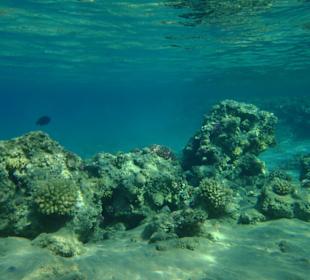 Unterwasseraufnahme Hausriff