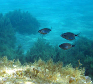 Unterwasserwelt der blauen Lagune