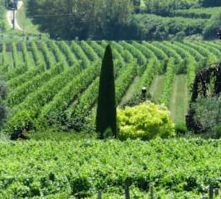 Girlan, umgeben von Weinbergen