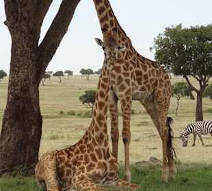 Giraffen beim ausruhen