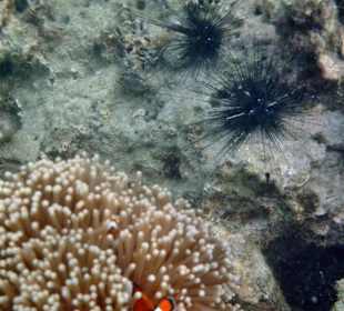 Beim Schnorcheln: Seesterne und "Nemo" (ganz unten)