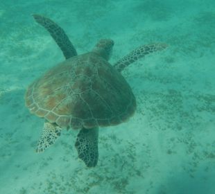 Schildkröte im Innenriff