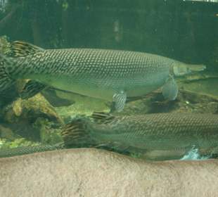 Riesenfisch