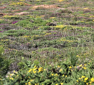 Cap Fréhel