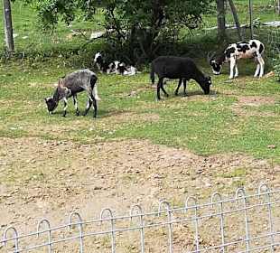 Alpen Wildpark Feld am See