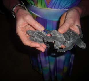 Frisch geschlüpfte Schildkröten