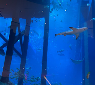 Aquarium in der Dubai Mall