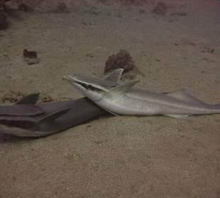 Tauchbase Merlin Sosua Taucherlebnisse