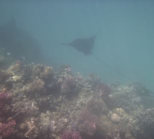 Schnorcheln Makadi Bay