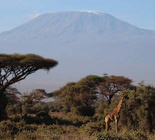 Kilimanjaro
