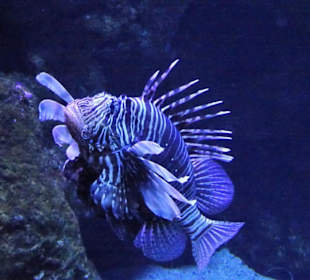 Bilder vom Aquarium de La Réunion