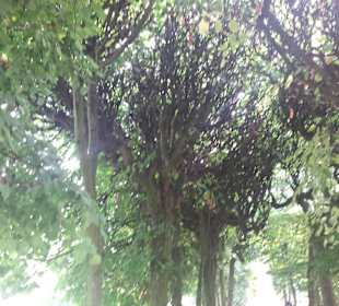 Palmiarnia Park Oliwski