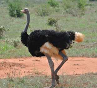 Strauß on the run..