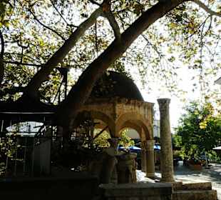 Platane mit Reinigungsbrunnen