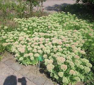 Kurpark Bad Bergzabern