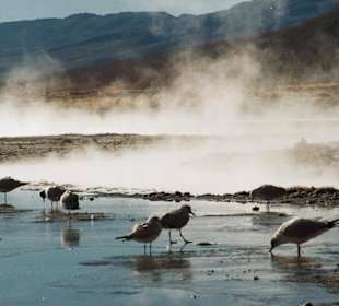 Geyser in Salar de Uyuni-Bolivia