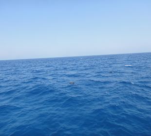 Delphinschwimmen mit Delfine & Meer Hurghada
