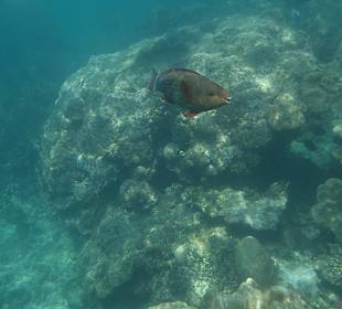 Schnorcheltrip mit Ferdinand
