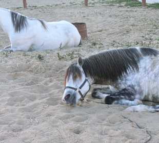 Berberhengste Samurai und Karim