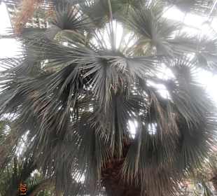 Palme
