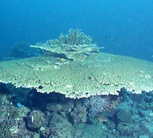 Tauchen bei den Similans