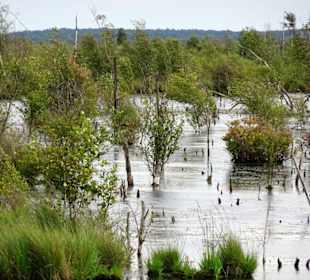 Impressionen vom Goldenstedter Moor
