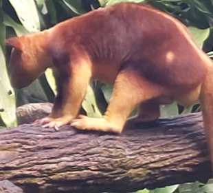 Singapur Zoo