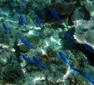 Faszinierende Unterwasserwelt