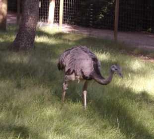Wildpark Lüneburger Heide
