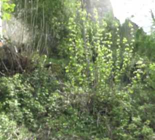 Burgruine Rechtenstein