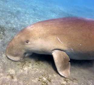 Schnorcheln Marsa Alam