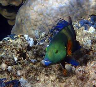 Schnorcheln Marsa Alam