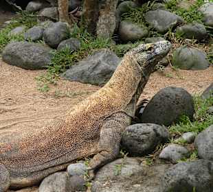 Bali Bird Park & Rimba Reptil