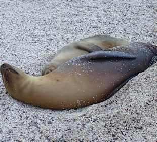 Viele Seelöwen teilweise mit Jungtieren