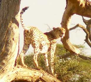 Gepard im Amboseli - PURE NATURE - Safaris in Kenya Ltd