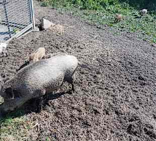 Wildpark Osterzgebirge