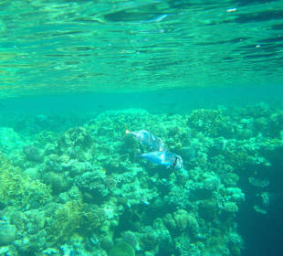 Schnorcheln Hausriff