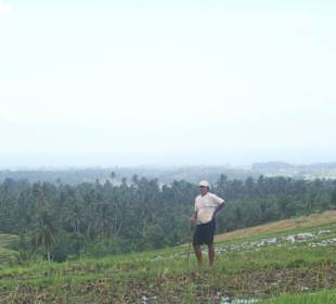 Arbeiter auf dem Reisfled