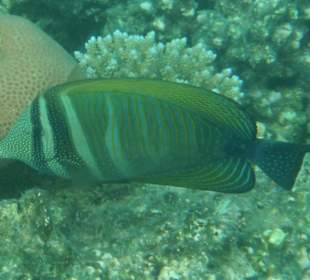 Hausriff Beach Albatros Resort