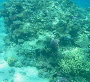 Schnorchelausflug im Roten Meer