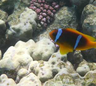 Hotel Sol y Mar Abu Dabbab