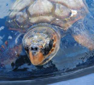 Schildkröten - Rettungsstation Morro Jable