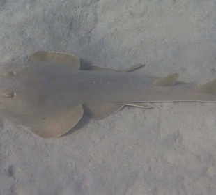 Gitarrenrochen in der Lagune