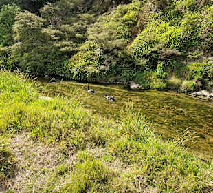 Waimangu Volcanic Valley