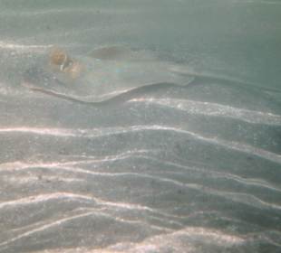 Rochen im seichten Wasser