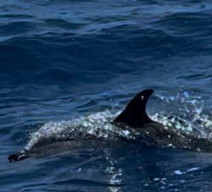 Delfine 🐬 