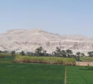 Zuckerrohrfelder in Luxor