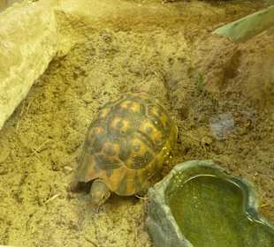 Glattrand - Gelenkschildkröten